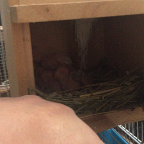 ファローセキセイの雛の画像