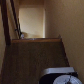 【動画】フクロウが遊びに来るの画像