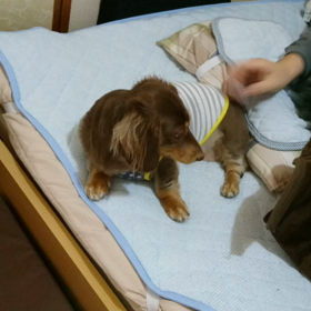 ステップ使うの巻☆の画像