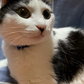 警戒モードの理由の画像