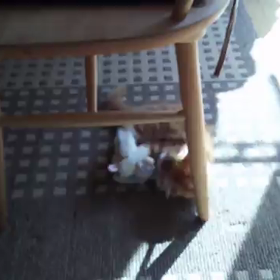 ひつじの赤ちゃん☆の画像