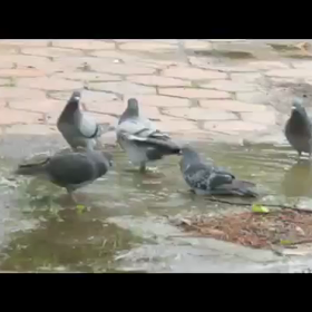 スーパー銭湯と化した水たまりの画像