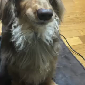 トーキングペット♪の画像