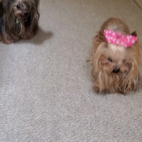 トボトボの画像