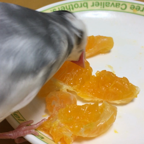 またまたみかんの画像