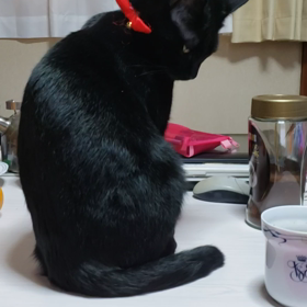 何故かコーヒーが気になるニャンコの画像