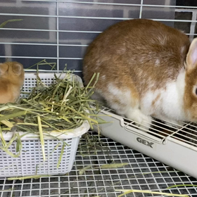 ぷち子ちゃんベビーおめめが開きましたの画像