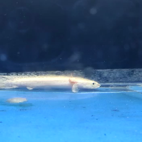 プラチナラプラディも輸入します！の画像