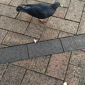 クッキーの画像