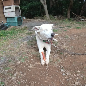 ホワイ子が。ただビッグガムを食べるだけの動画(笑)の画像