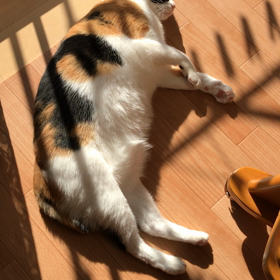 声付きひなたぼっこ。の画像