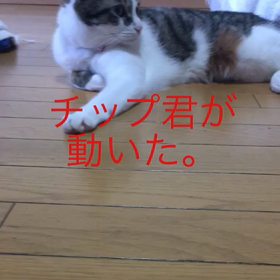 デールの字幕付き動画、カラス、ジム、夕食。網膜静脈閉塞症。の画像