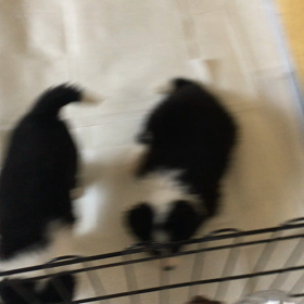 いろんなせいかくの画像