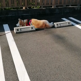 爽やかな青空が広がる朝、散歩ヤル気十分の飼い主、ゴロ寝ヤル気十分の未来丸。前半は未来丸の圧勝‼️の画像