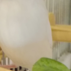 豆苗モシャモシャの画像