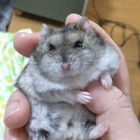 にらめっこの画像