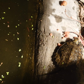 茶色い彗星の画像