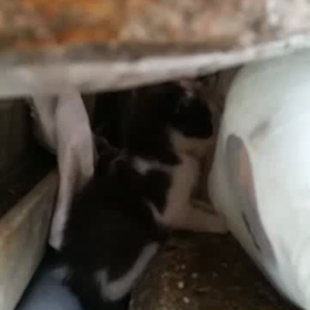 ◆安佐北区可部/仔猫の里親さん募集〜！！の画像