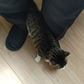 猫ふんじゃったの画像