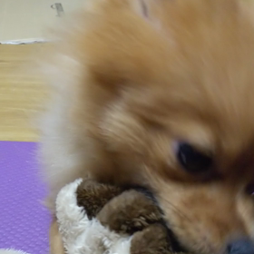 ポメラニアンの画像