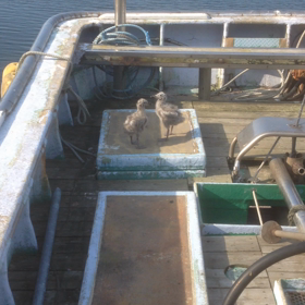 赤ちゃんの画像