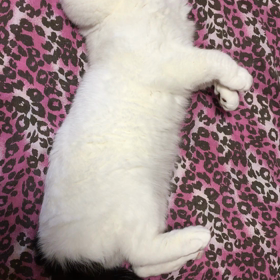 ちゃっかり＆ご機嫌さんの画像