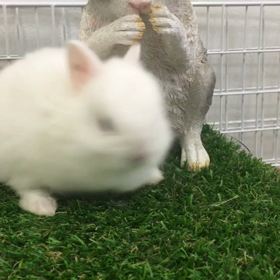 ネザーランドドワーフ、ブルーアイドホワイトの赤ちゃんの画像