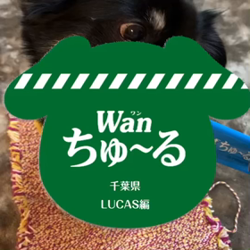 ルーカスくんの画像