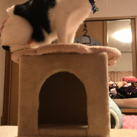 じゃんぷ撮れたやんの画像