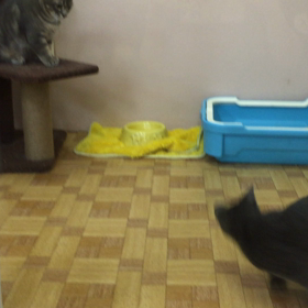 おもちゃ大興奮ฅ(^ω^ฅ) ﾆｬ～の画像