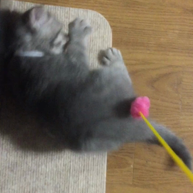 ぴんくじゃらしの画像