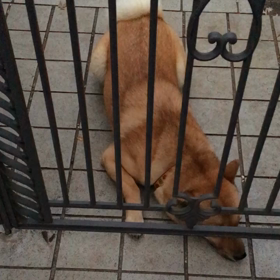 お出迎えの画像