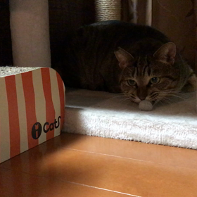 たびたんが主役の画像