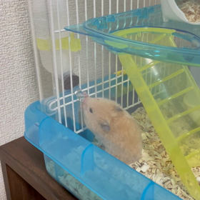 ハムちゃん日記　3日目、4日目の画像