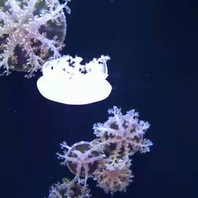 夢の続き.。o○の画像