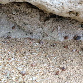 石垣島のヤドカリの画像