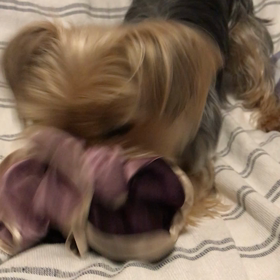 シュシュ♡の画像