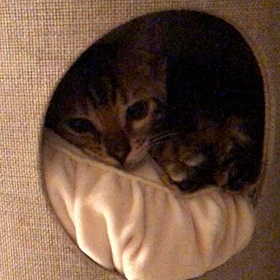 お客様からのお便りの画像