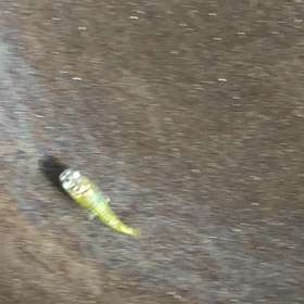 いい感じで緑の画像