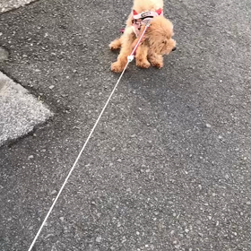 帰りたくないーの画像