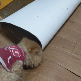 にゃんこわんぱく3！の画像