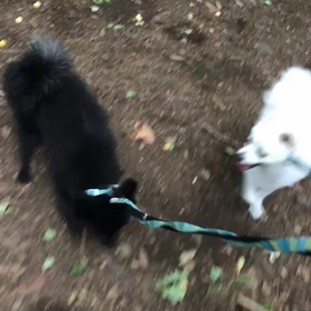 ♪お散歩動画♪代々木公園♪の画像