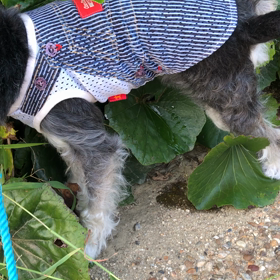 ピースライダーの画像