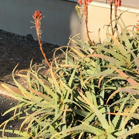 我が家に飛んできたお客様の画像