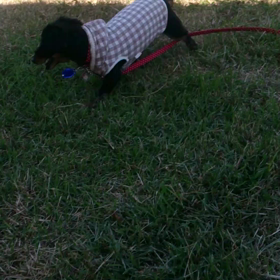 やっぱりやっちゃうの～の画像