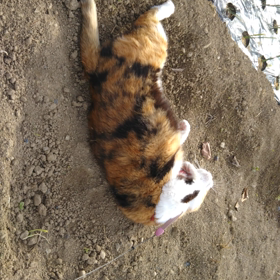 どこの人？の画像