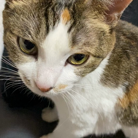 最新マヨラ✨の画像