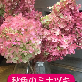 紅葉したミナヅキ入荷してますの画像