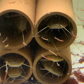 臆病なナマズ❓横着なナマズ❓の画像