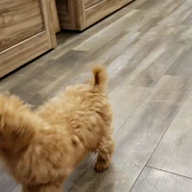 お店にいるわんちゃんの紹介です！の画像